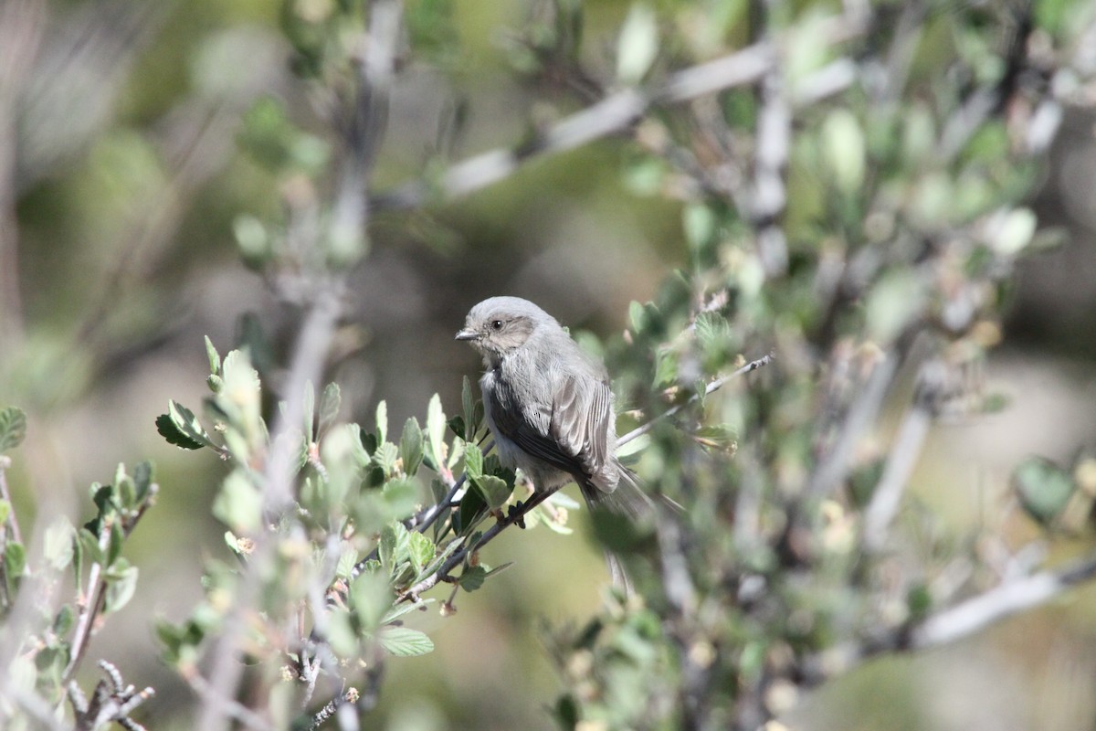 Bushtit - ML104280461