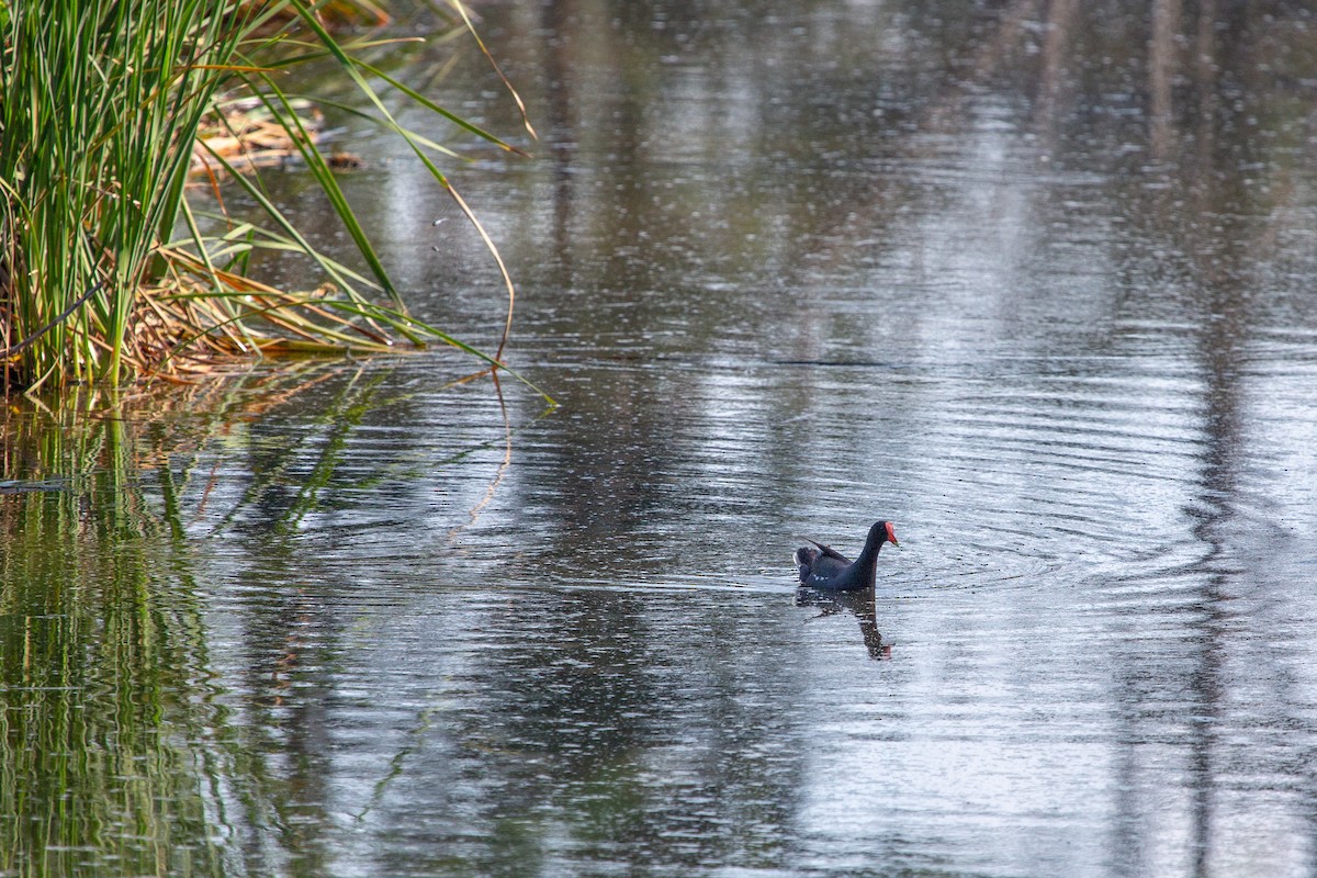 Common Gallinule - ML104280631