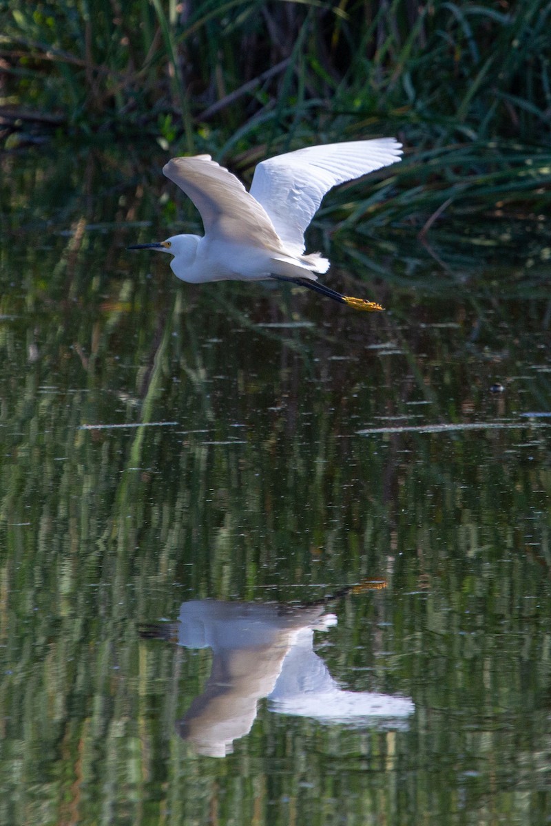 Snowy Egret - ML104281051