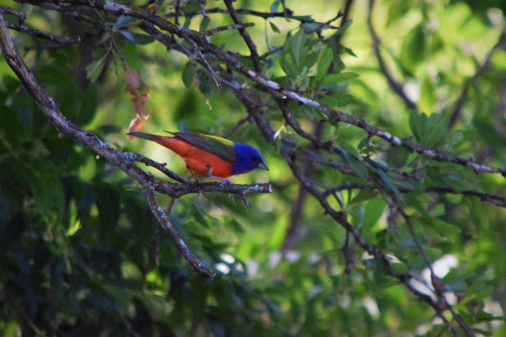 Painted Bunting - ML104284581