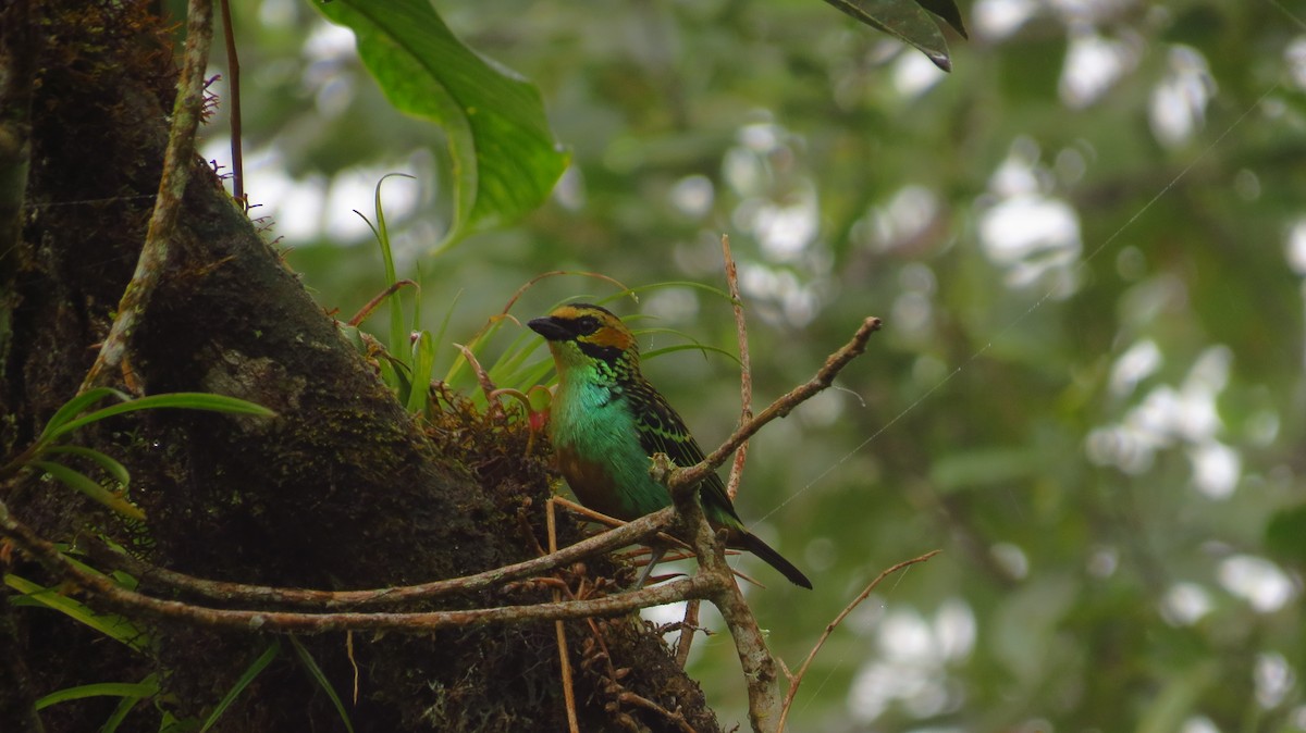 Golden-eared Tanager - ML104286421