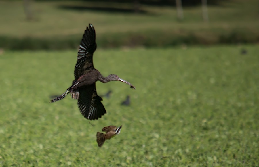 White-faced Ibis - LUCIANO BERNARDES