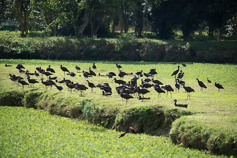 White-faced Ibis - LUCIANO BERNARDES