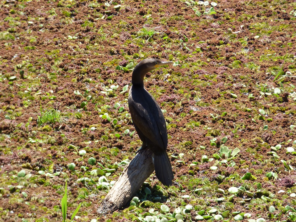 Neotropic Cormorant - ML104291351