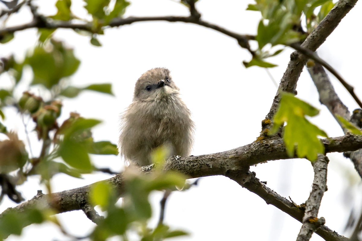 Bushtit - ML104291701