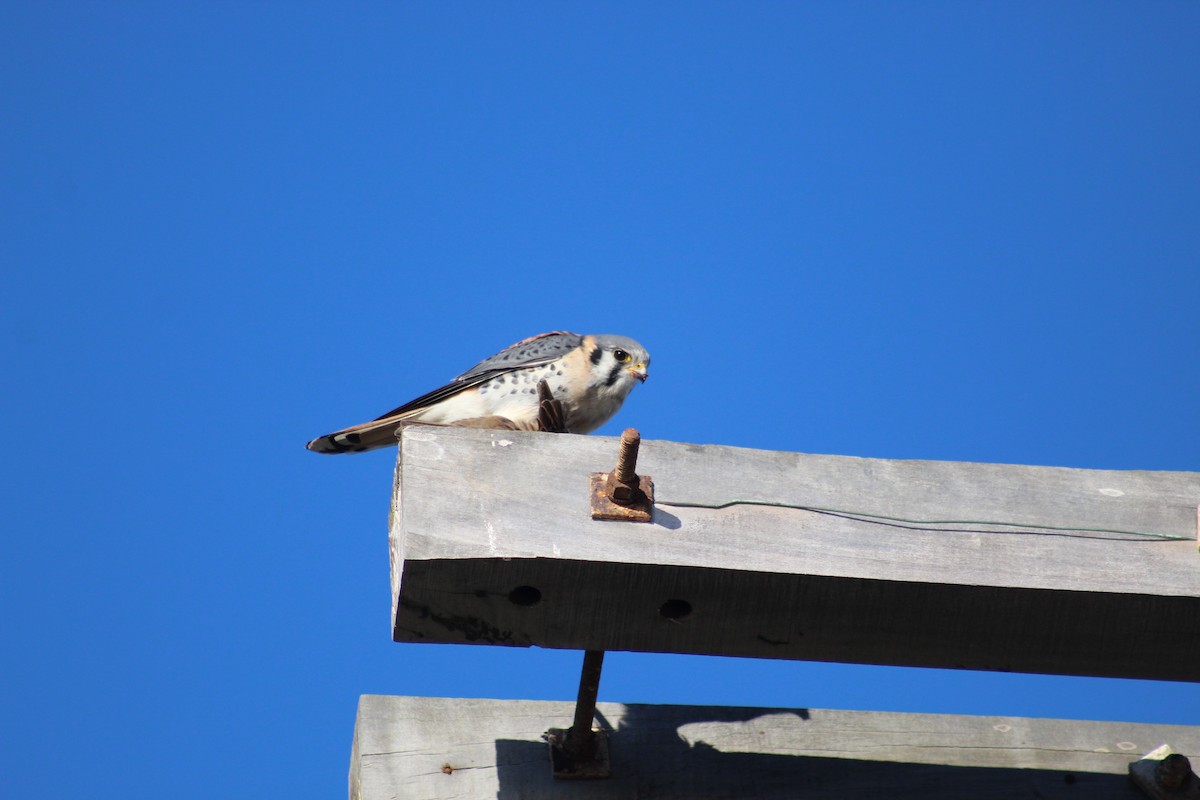 American Kestrel - ML104291901