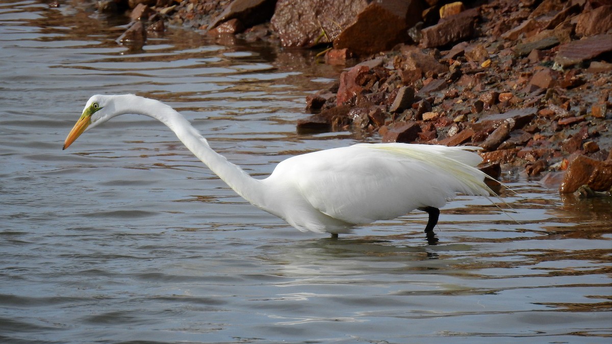 Great Egret - ML104295281