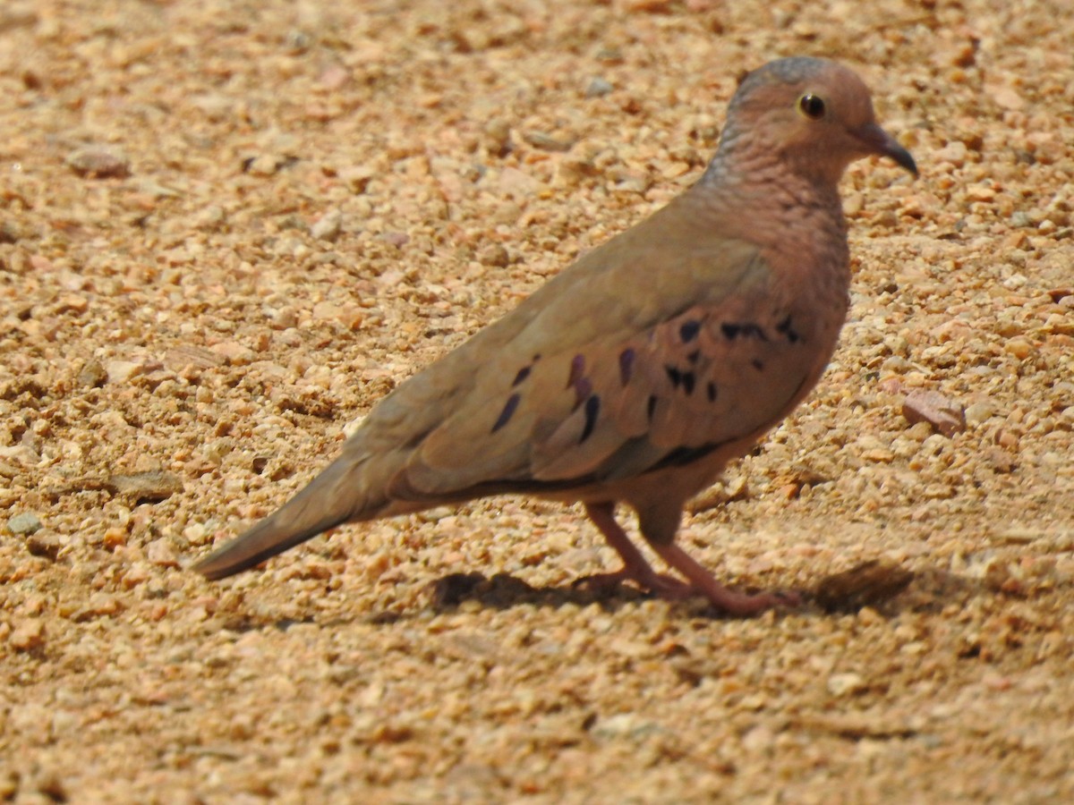 Common Ground Dove - Bill Ypsilantis