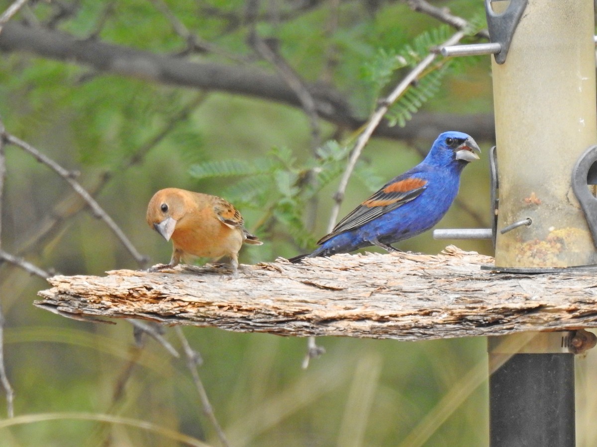 Blue Grosbeak - ML104296841