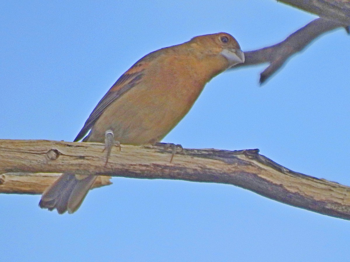 Blue Grosbeak - ML104296881