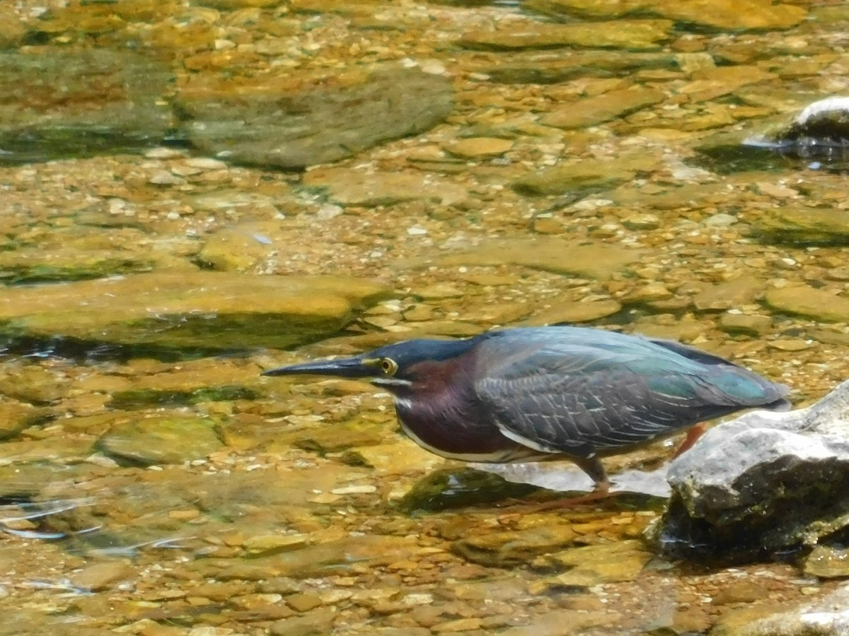 Green Heron - Jerry Decker