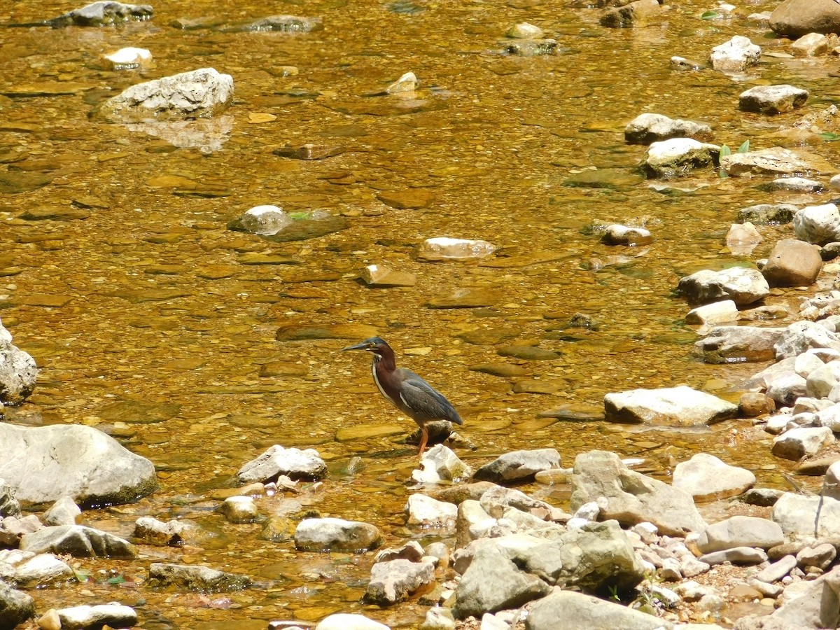 Green Heron - Jerry Decker