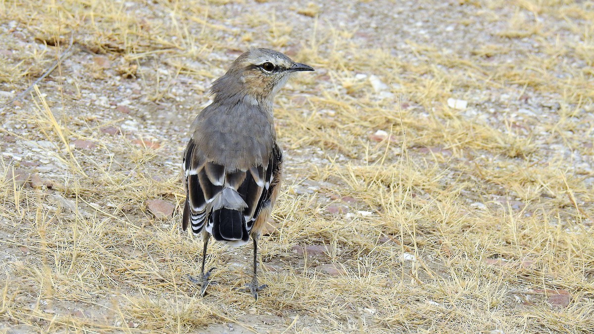 Patagonian Mockingbird - ML104298561