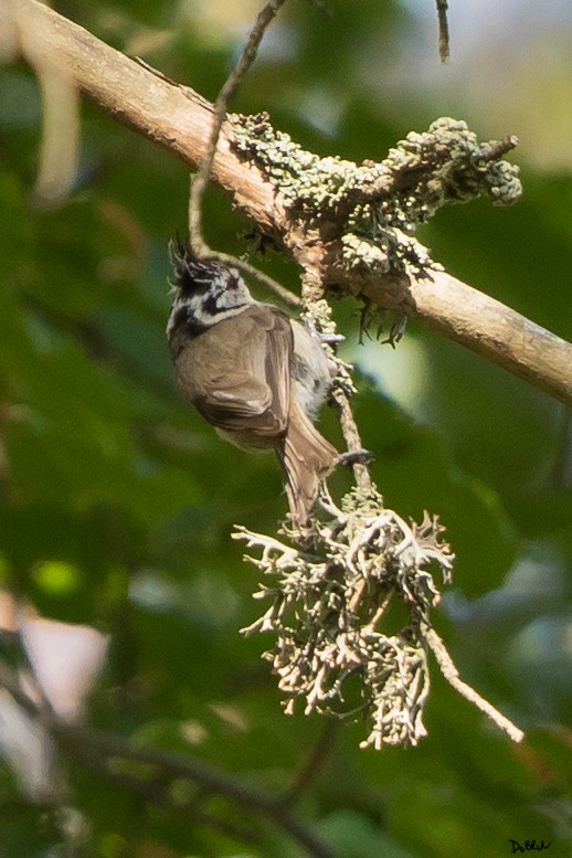 Crested Tit - ML104298861