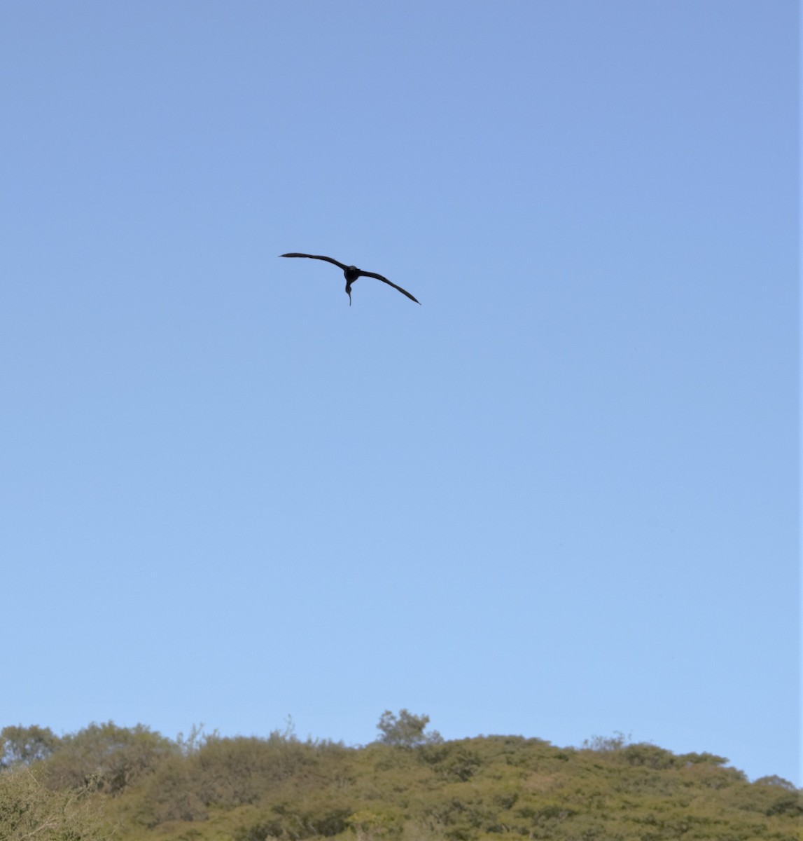 White-faced Ibis - ML104299481