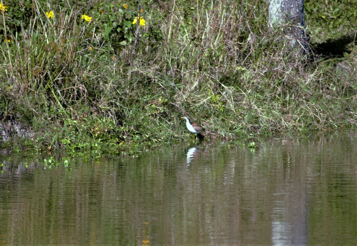 Jacana Suramericana - ML104299611