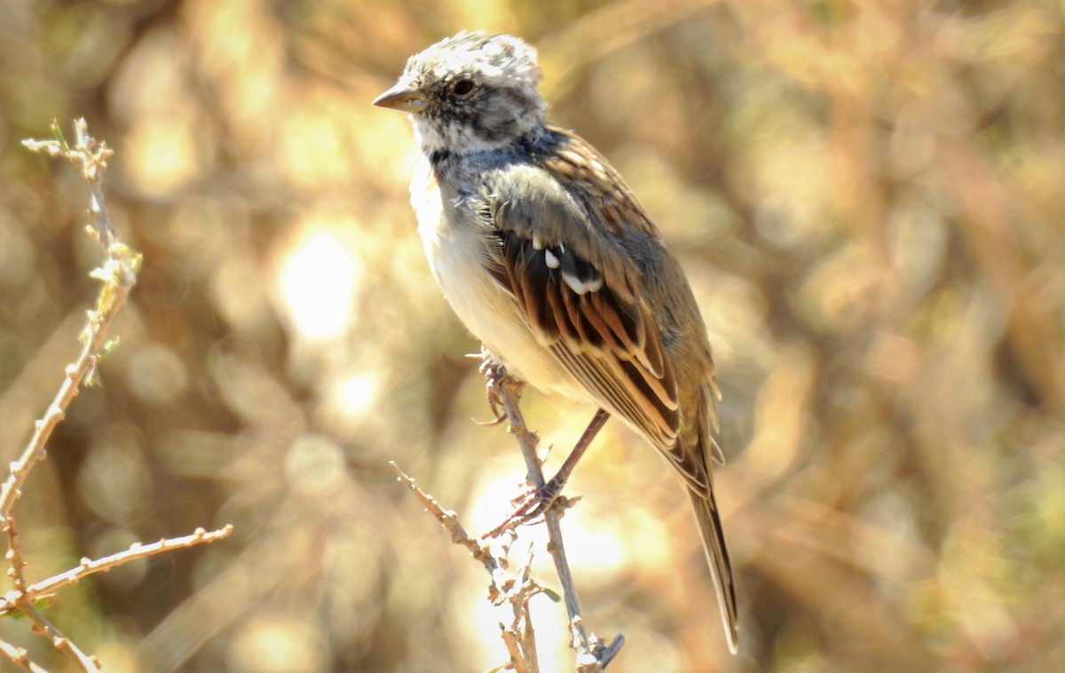 Rufous-collared Sparrow - Pablo Alejandro Pla