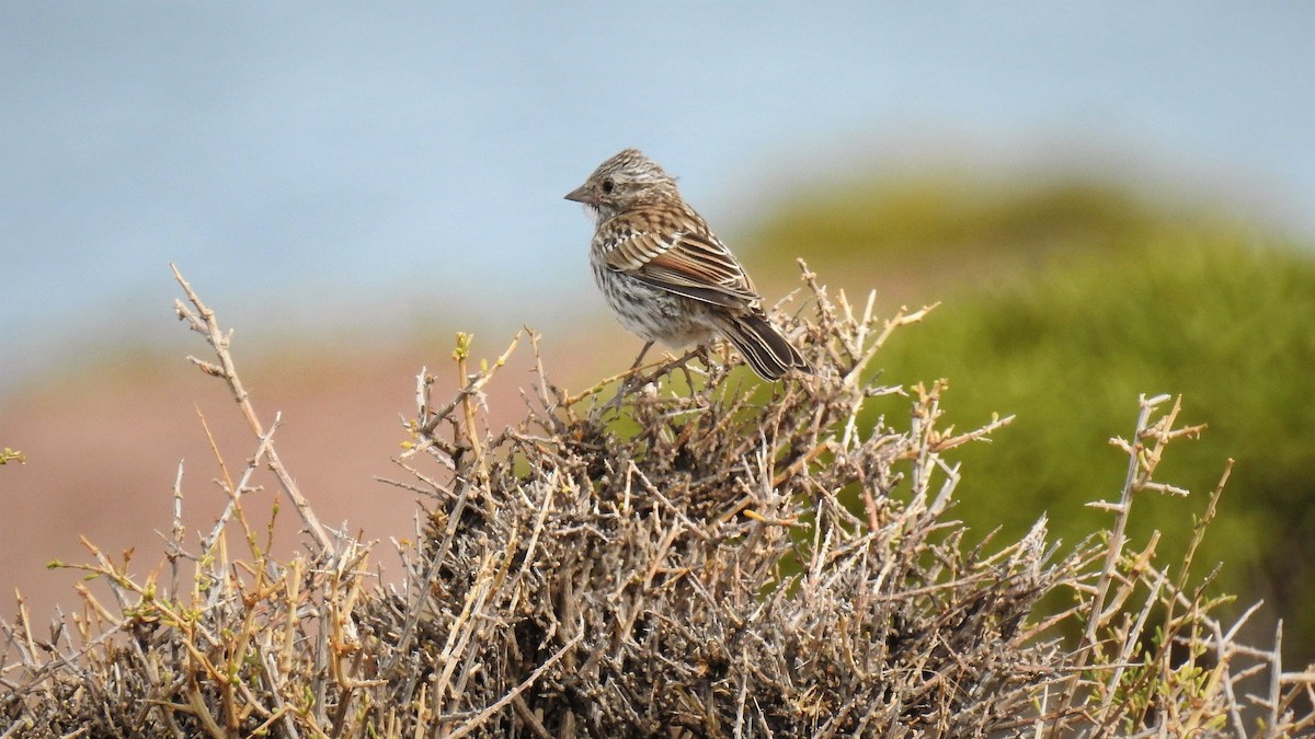 Rufous-collared Sparrow - ML104300401