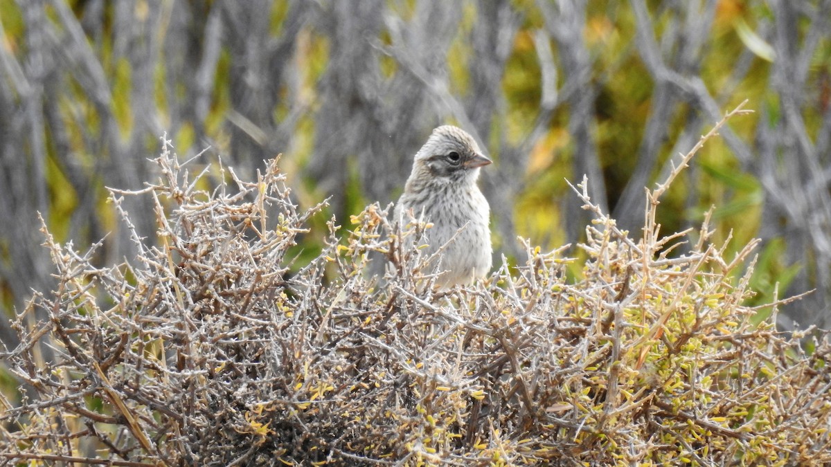 Rufous-collared Sparrow - ML104300411