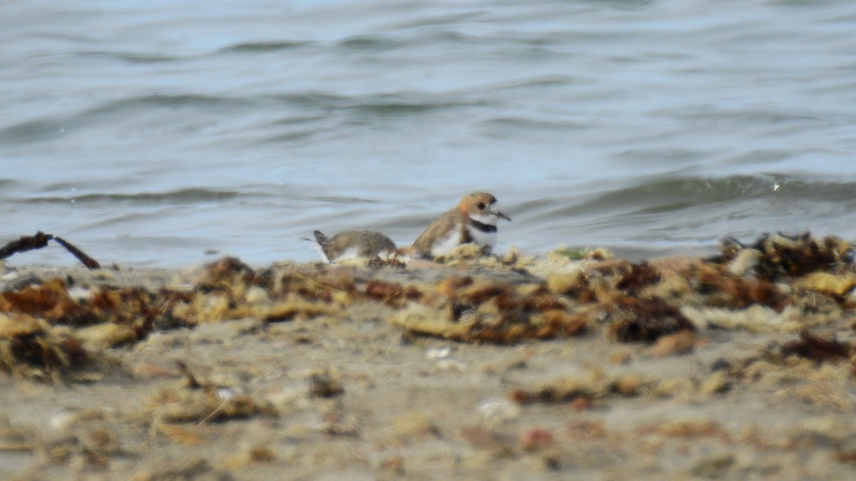 Two-banded Plover - ML104301321