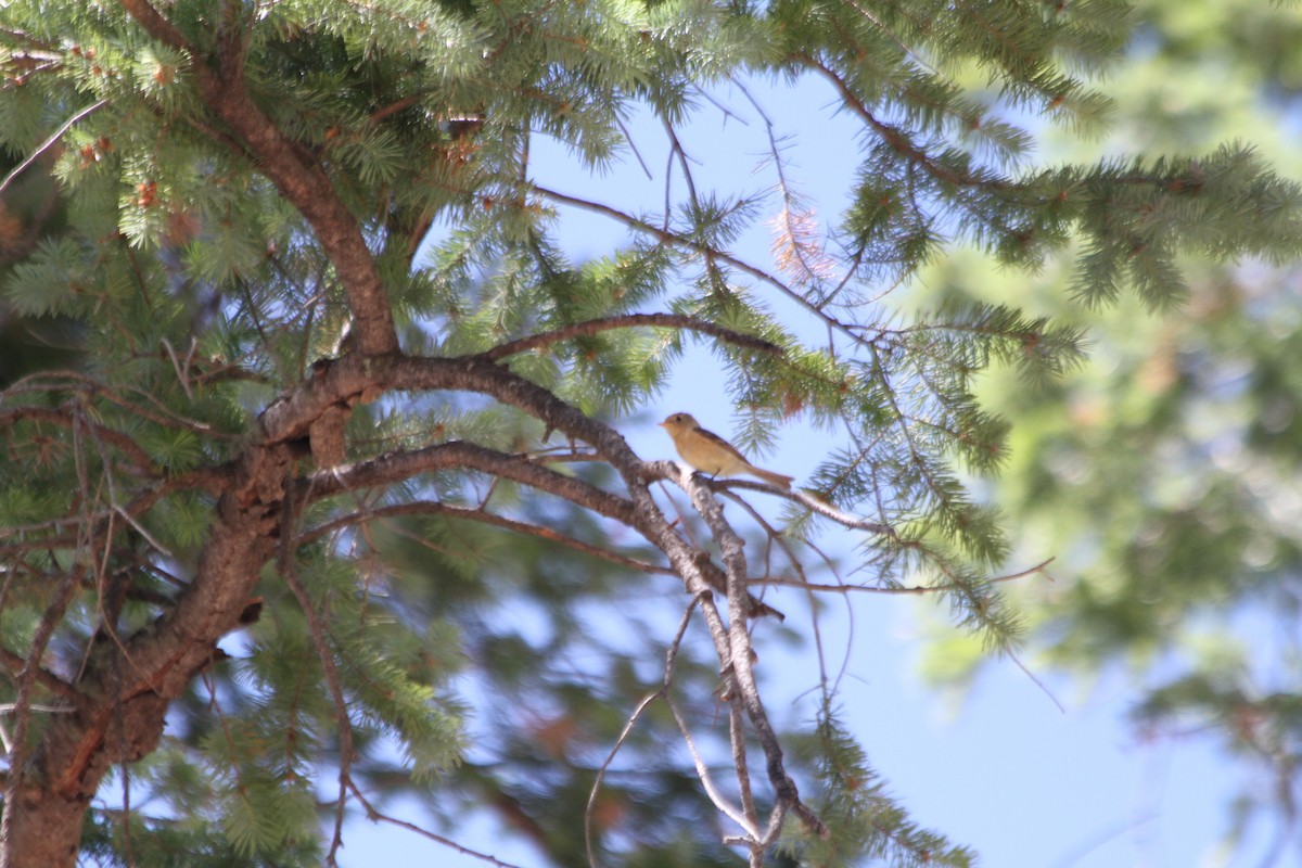 Buff-breasted Flycatcher - ML104301601