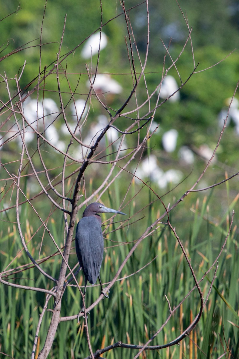 Little Blue Heron - ML104301641