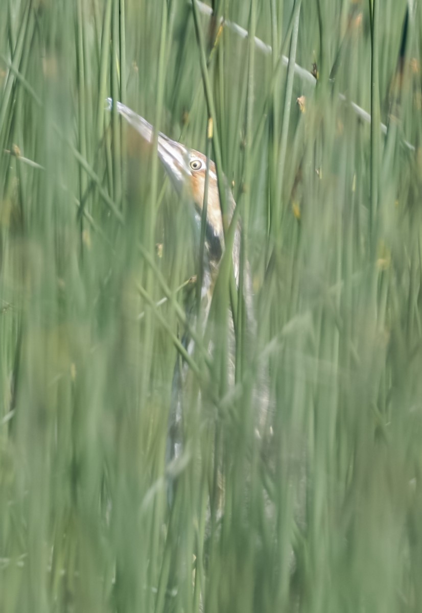 American Bittern - bj worth