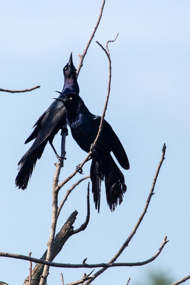 Boat-tailed Grackle - Amanda Marsh