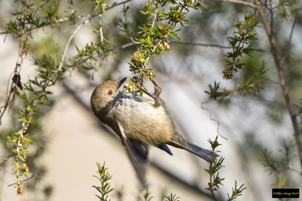 Brown Thornbill - ML104304481