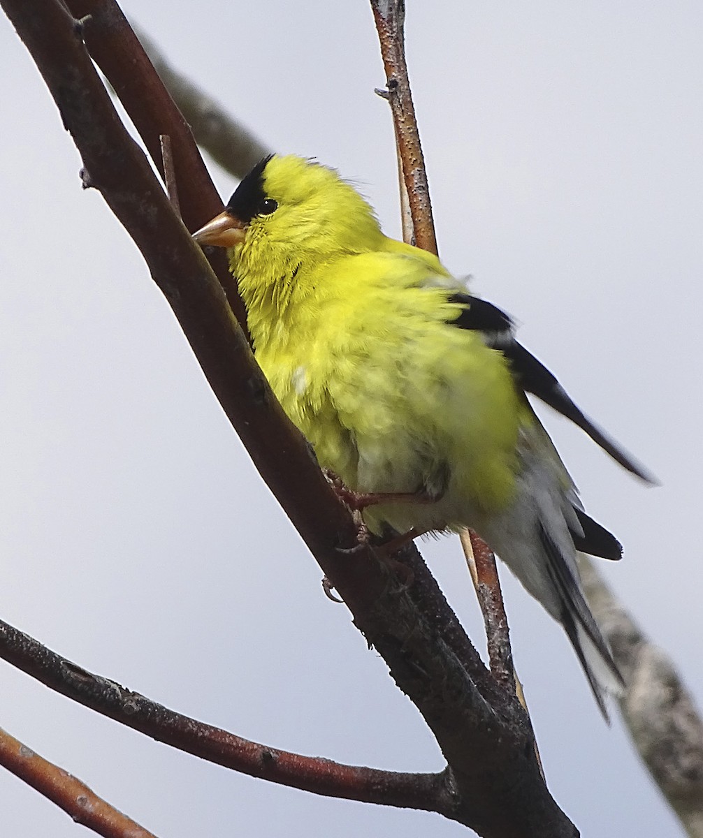 American Goldfinch - ML104304511