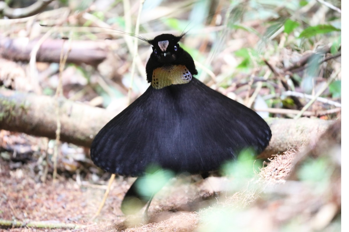 Western Parotia - John Bruin