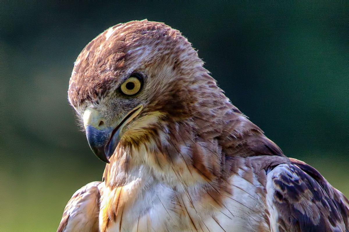 Red-tailed Hawk - Amanda Marsh