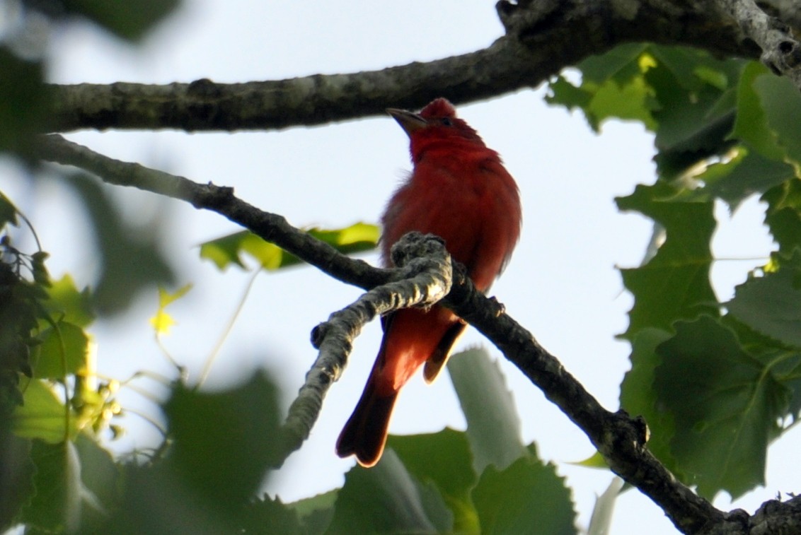 Summer Tanager - ML104307421