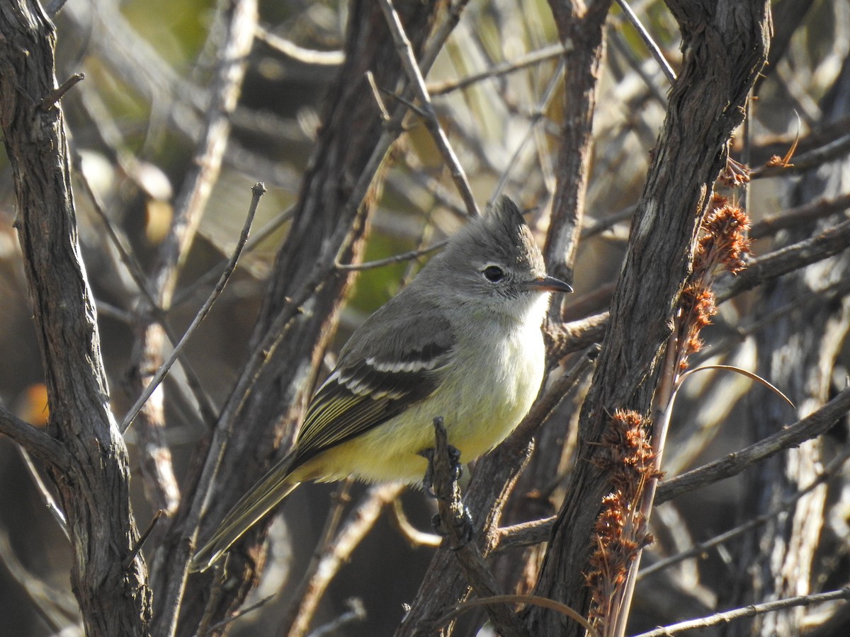 Plain-crested Elaenia - ML104308751