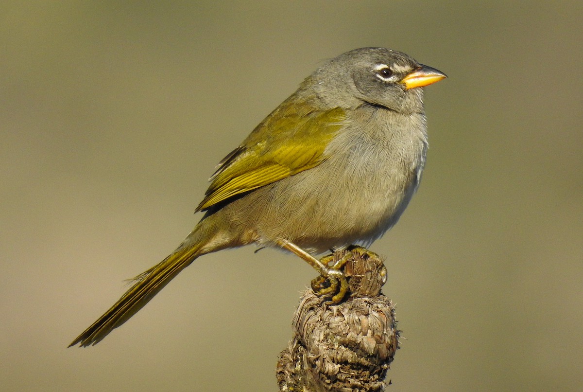 Pale-throated Pampa-Finch - Pam Rasmussen