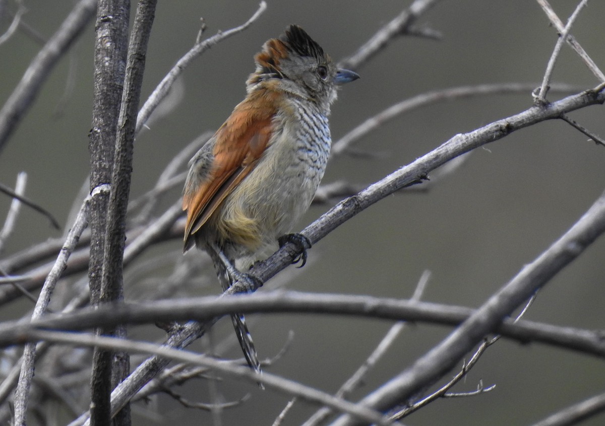 Rufous-winged Antshrike - Pam Rasmussen