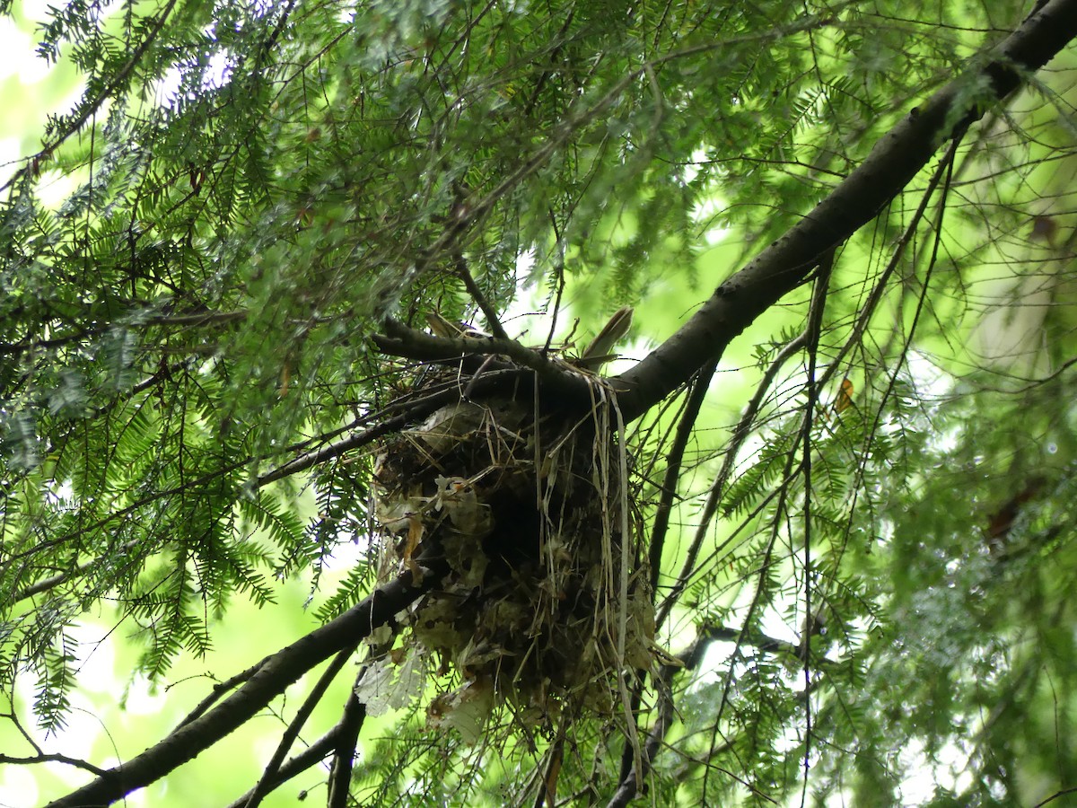 Wood Thrush - ML104309011