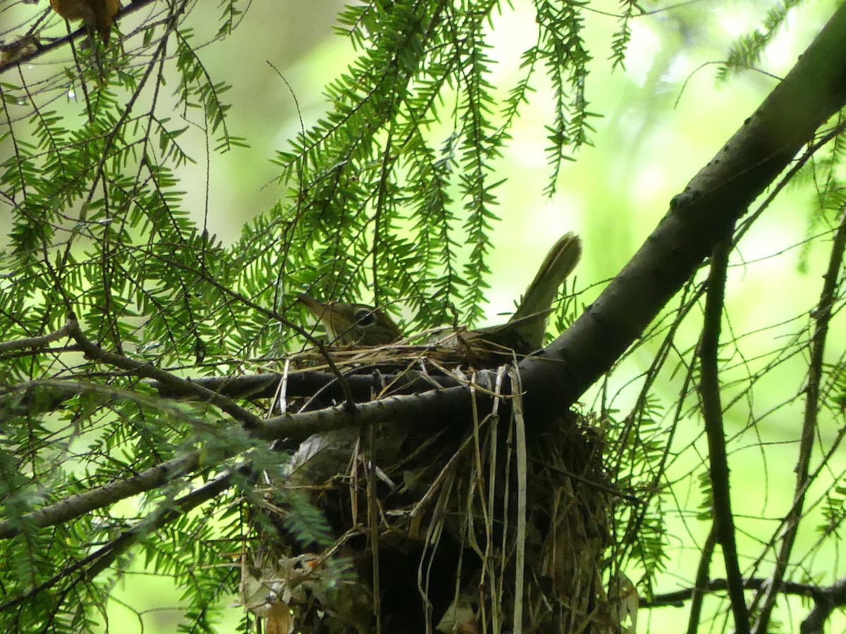 Wood Thrush - ML104309071