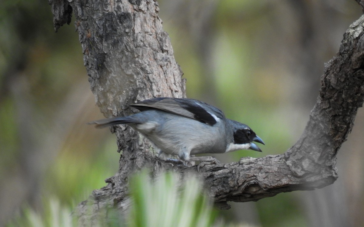 Tangara unifascié - ML104309101