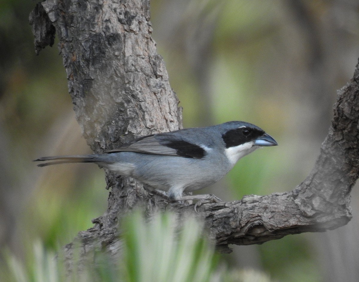 White-banded Tanager - ML104309111