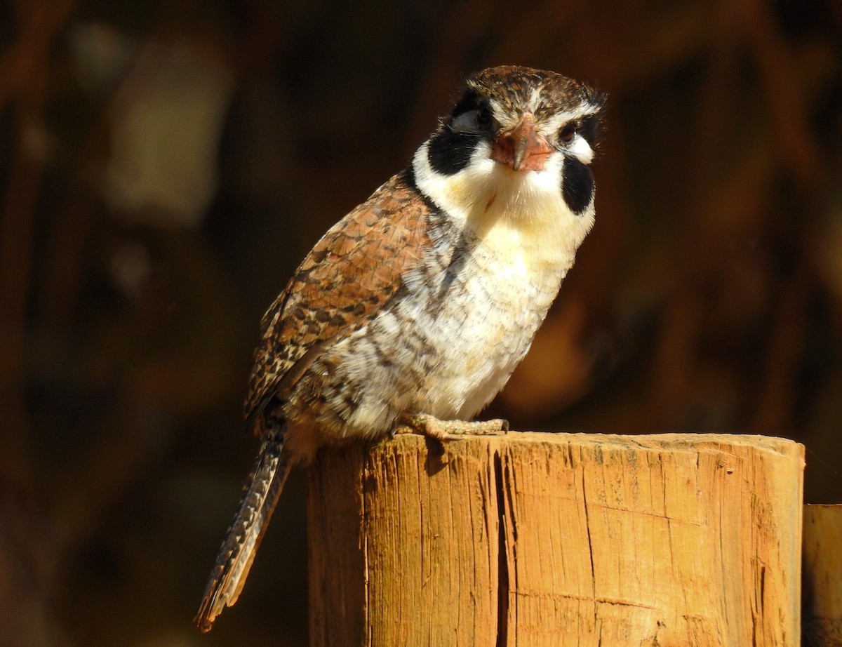 White-eared Puffbird - ML104309121