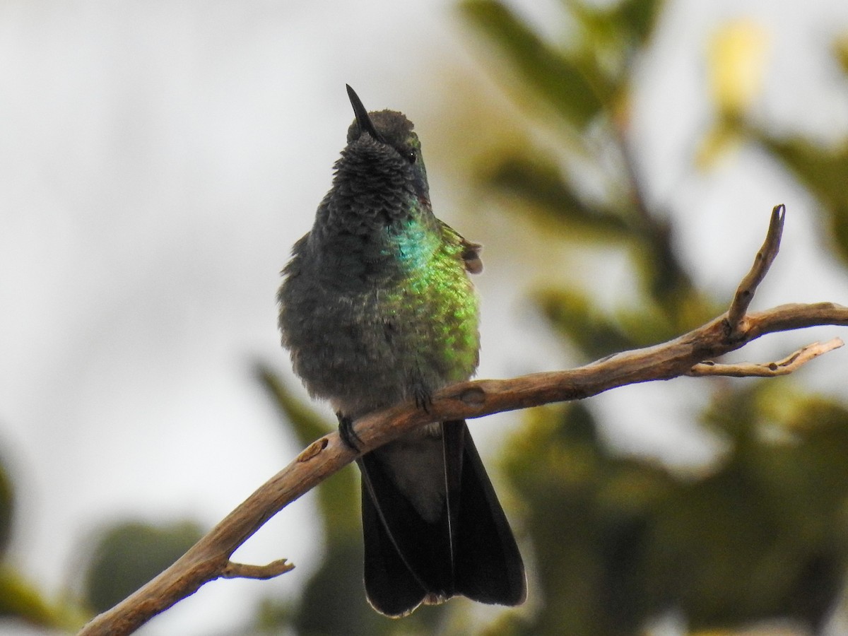 Colibrí Orejimorado - ML104309361