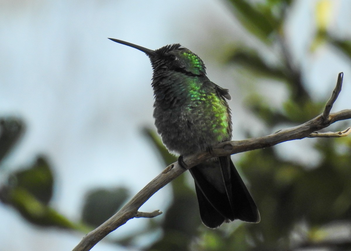 Colibri à ventre blanc - ML104309371