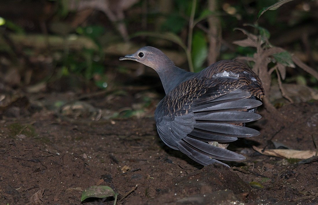 Yellow-legged Tinamou - ML104309431