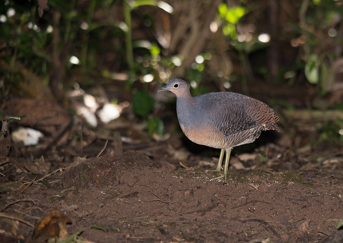 Yellow-legged Tinamou - ML104309441