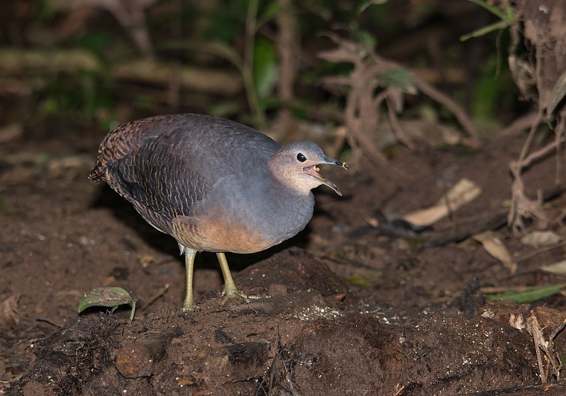 Yellow-legged Tinamou - ML104309461