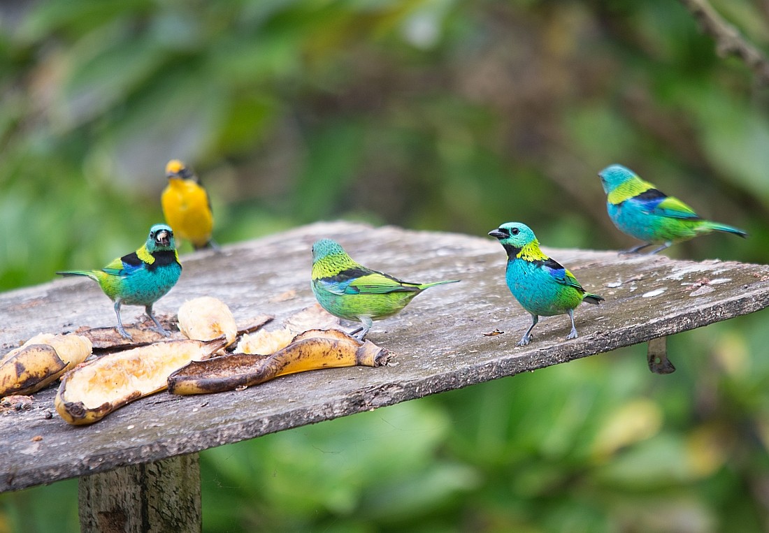 Green-headed Tanager - ML104309651