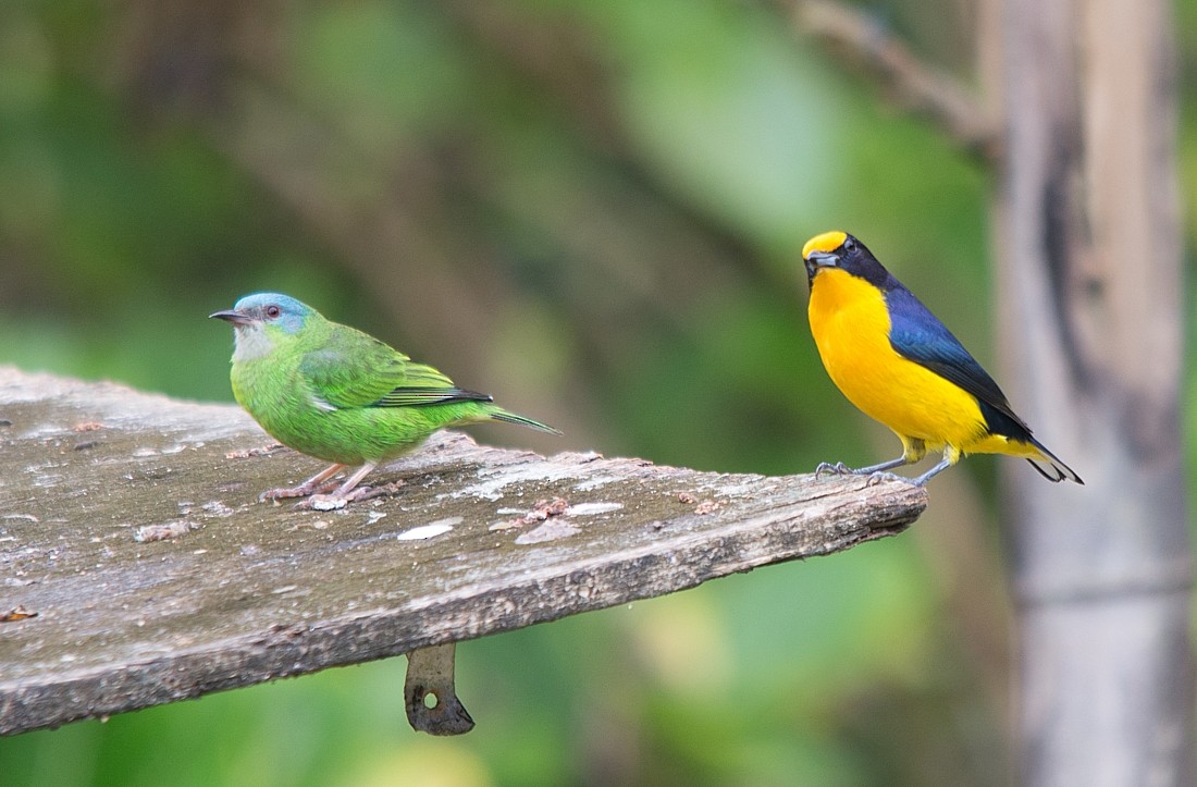 Blue Dacnis - ML104309671