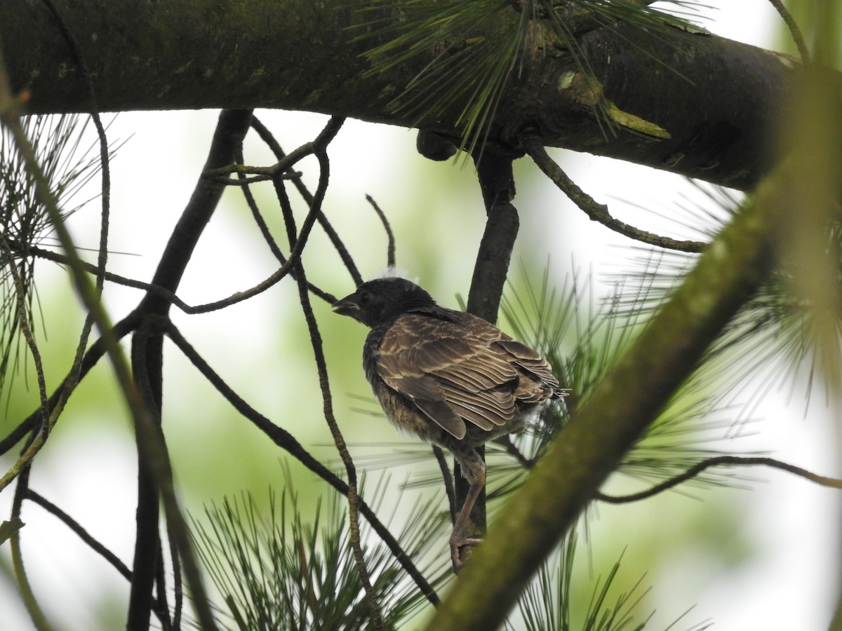 Brown-headed Cowbird - ML104311511