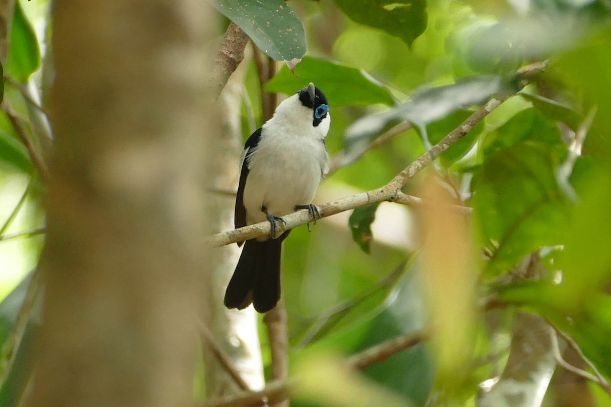 Frill-necked Monarch - ML104312061